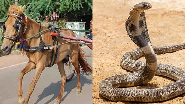 பாம்புகள் கடித்தால் குதிரை இறக்காதா? பாம்பின் விஷம் செலுத்தி எப்படி மருந்து தயாரிக்கிறார்கள்?
