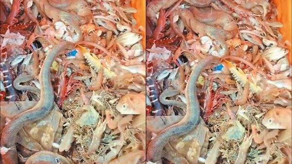 செங்கல்பட்டு மீனவர் வலையில்.. எல்லாமே விஷ பாம்புகள்.. வங்ககடலில் விக்கித்து போக வைத்த சம்பவம்