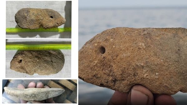 பார்க்குறதுக்கு கல்.. பாறை மீன் தெரியும், மீனே பாறையான மர்மம் தெரியுமா? தூத்துக்குடியில் அதிசயம்