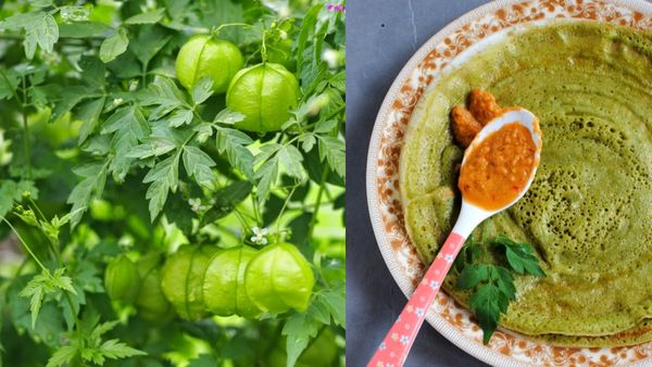 Mudakkathan Dosai: உடலுக்கு வலிமை தரும்.. ஆரோக்கியமான முடக்கத்தான் தோசை செய்வது எப்படி?