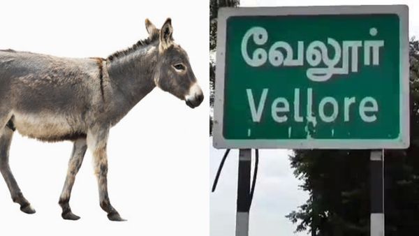 வேலூரில் கழுதையின் வாலில் சொட்டு சொட்டாய் அது என்ன? வித்தியாசமான வாய்ஸ்.. ஆடிப்போன பேர்ணாம்பட்டு