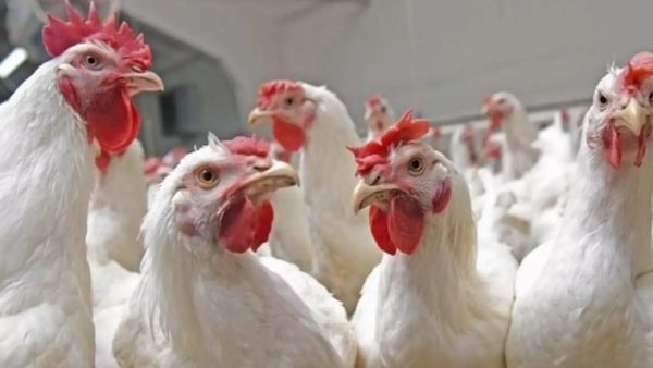 பறவைக் காய்ச்சல் அலர்ட்.. நீலகிரியில் கேரளாவில் இருந்து கொண்டு வரப்படும் கோழிகளுக்கு தடை!