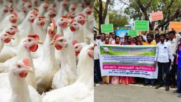 ஒரு கிலோ சிக்கன் 380 ரூபாய்.. கிடுகிடுவென உயர்ந்த கறிக்கோழி விலை.. உயர்வுக்கு காரணம் என்ன?