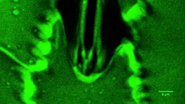 வரலாற்றில் முதல் முறை.. தாவரங்கள் சுவாசிக்கும் அசத்தல் வீடியோ பாருங்க.. விஞ்ஞானிகள் தந்த சர்ப்ரைஸ்