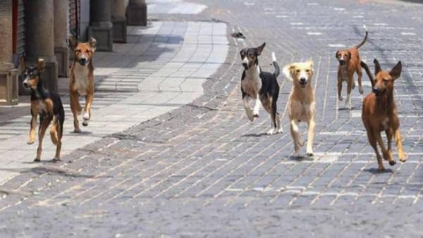 சென்னை விமான நிலையத்தில் எங்கு திரும்பினாலும் தெருநாய்கள்.. உடனே நடவடிக்கை எடுக்க கோரிக்கை