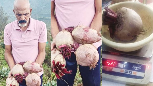 நீலகிரி மாவட்டம் குன்னூரில் அதிசயமான பீட்ரூட்.. ஆச்சரியத்தில் அதிர வைத்த தம்பதி