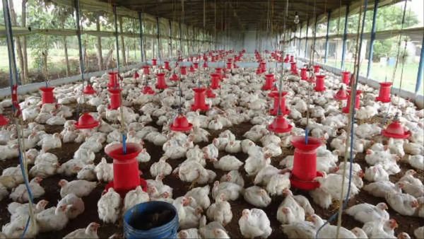 கோவையில் கோழி இறைச்சி விலை கிடுகிடு உயர்வு.. சென்னையிலும் நம்ப முடியாத விலை.. ஷாக் தந்த ட்விஸ்ட்