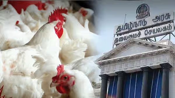 மின்னல் வேகத்தில் உயரும் கறிக்கோழி விலை.. தமிழக அரசு எடுத்த அதிரடி முடிவு