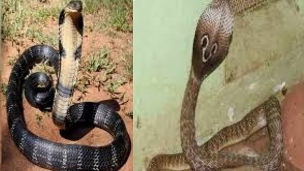 பாம்பு பிடிக்க வந்த 