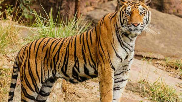 உதகை தேயிலைத் தோட்டத்தில்.. 3 நாட்கள் உணவு, தண்ணீரின்றி காயத்துடன் சுற்றித் திரிந்த புலி உயிரிழப்பு