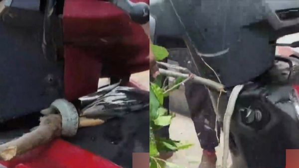 கொம்பேறி மூக்கன் பாம்பு புதுக்கோட்டைக்கு வந்து.. பைக்கில் 4 அடி நீளத்தில்.. கிட்ட பார்த்தால்? ஓ காட்