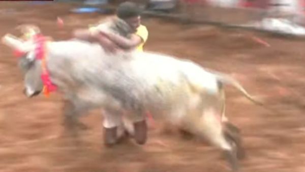 திருச்சி சூரியூர் ஜல்லிக்கட்டு.. நிரந்தர மைதானத்தில் முதல் முறையாக.. சீறிப் பாயும் காளைகள்!