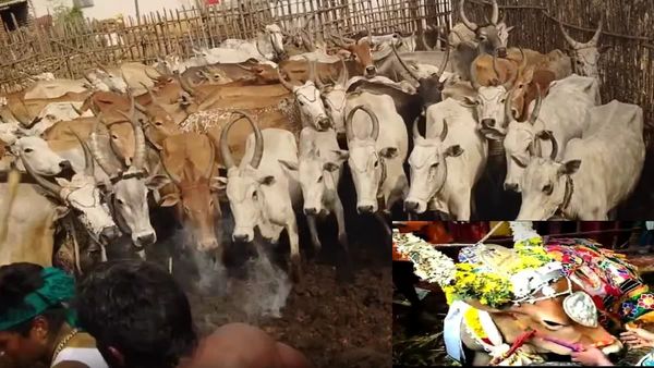 தொழுவத்தில் ஒரே இடத்தை சுற்றி சுற்றி வந்த தேனி மாடுகள்.. நந்தகோபாலன் தம்பிரான் காளை தந்த நெகிழ்ச்சி