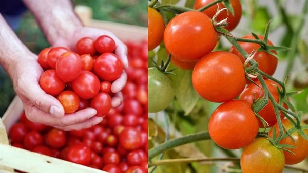Country Tomato vs Hybrid Tomato: நாட்டுத் தக்காளியா? ஹைபிரிட் தக்காளியா? சமையலுக்கு எது பெஸ்ட்?