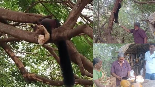 பொள்ளாச்சிக்கு வந்த மலபார் அணில்.. தினமும் இளநீர் வெட்டி தரும் தம்பதி.. பாசக்கார பய.. நெகிழும் கோவை