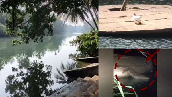 கன்னியாகுமரி கோதையாற்றில் நைஸா ஊர்ந்து வந்த முதலை.. நட்ட நடு ஆற்றில் கூவுகிறது கோழி.. இதென்ன புதுசா