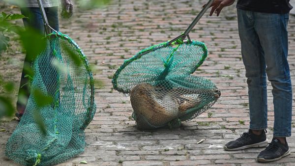 500+ நாய்கள் விஷ ஊசி போட்டு கொலை.. ஒரே நிமிடத்தில் சுருண்டு விழுந்து அடுத்தடுத்து உயிரிழப்பு! பகீர்