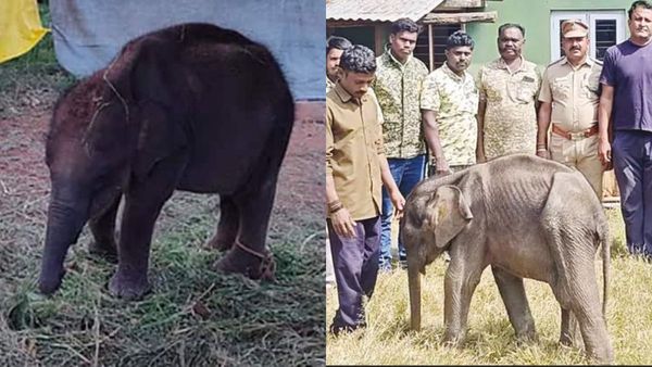 தேன்கனிக்கோட்டையில் பரவிய மனித வாசனை.. குட்டையில் துள்ளிய ஜீவன்! கிருஷ்ணகிரியில் நெகிழ்ச்சி சம்பவம்