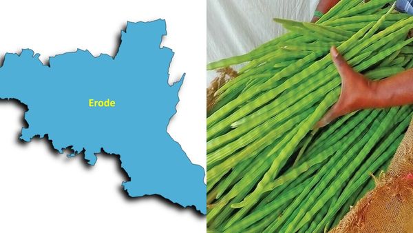 ஈரோட்டில் கிடுகிடுவென போன முருங்கைக்காய் விலை.. வாங்க தயங்கும் மக்கள்! இறங்க மறுக்கும் முருங்கை ரேட்