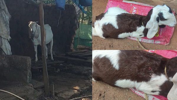 கன்னியாகுமரியில் ஓலை கொட்டகையில் துள்ளிய கருப்பு ஆடு.. அருமனைக்கு வந்த மர்ம விலங்கு.. தடம் தெரியுதே