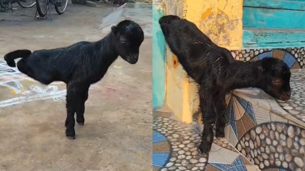 திருவண்ணாமலையில் 2 கால்களுடன் அசத்தும் அதிசய ஆடு.. சங்கர் வீட்டில் ஒரே கூட்டம்! இதுதான் தன்னம்பிக்கை