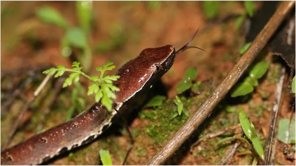 நீள மூக்கு பாம்பு.. பாவம் பார்த்து தொட்ட இளைஞர்! அடுத்த நொடியில் நடந்த ஷாக் சம்பவம்