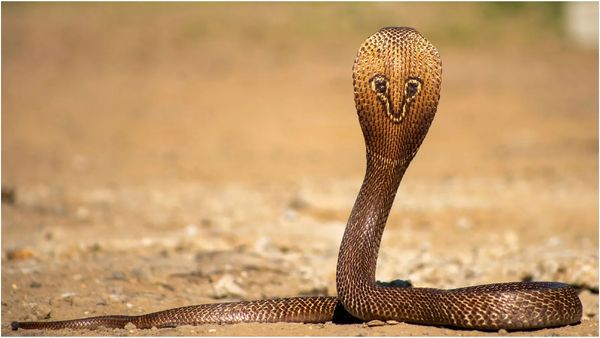 சென்னையில் படமெடுத்து ஆடிய நல்ல பாம்பு.. அம்மாவுக்காக சிறுவன் செய்த செயல்! சோகத்தில் குன்றத்தூர்