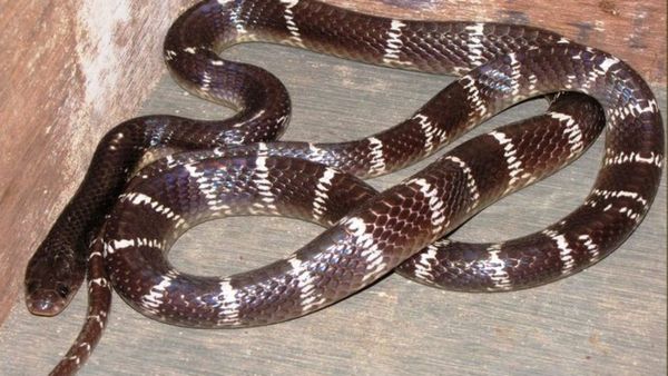 கட்டுவிரியன் பாம்களின் இரவு வேட்டை! யாராலும் கண்டுபிடிக்க முடியாத உண்மை.. அனைவரும் அவசியம் அறியணும்