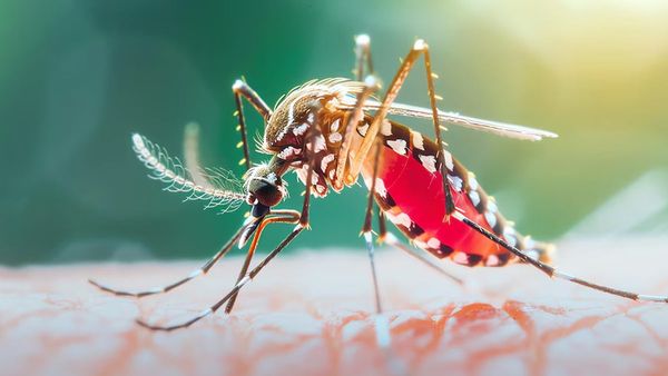 இந்தியாவின் நம்பர் 1 மாநிலம்..டெங்கு பாதிப்பில் முதலிடம் பிடித்த தமிழகம்! 205ல் 20866 பேர் பாதிப்பு!