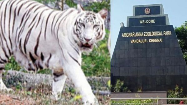 வண்டலூரில் ஜாலியாக சுற்றி திரிந்த அனு, ரமேஷ்.. சிவகார்த்திகேயனின் வெள்ளைப்புலிக்கு இப்படியொரு நிலைமை