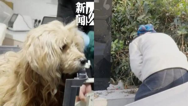 வாசலில் எஜமானருக்காக நாய்.. புதரில் எட்டி பார்த்து ஆடிப்போன மக்கள்! இது ஷாங்காயின் நிஜமான விசுவாசம்