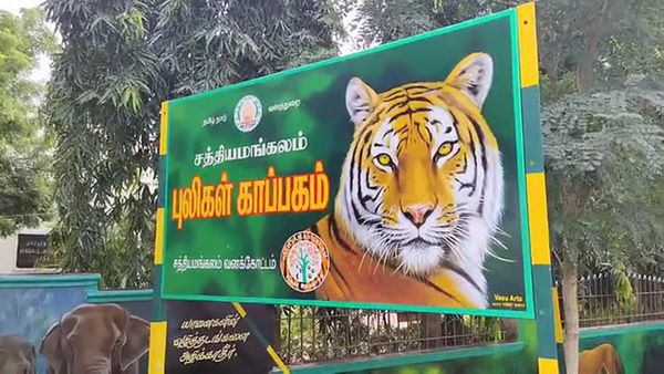 ஈரோடு சத்தியமங்கலம் புலிகள் காப்பகத்தில் மூடப்படும் தங்கும் விடுதிகள்.. அதிரடியாக பறந்த நோட்டீஸ்