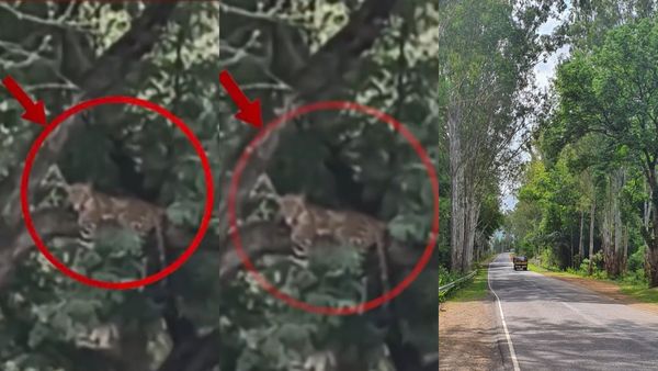 ஈரோட்டில் பண்ணாரி ரோட்டில் மரத்தின் மீது உட்கார்ந்திருப்பது யார் பாருங்க.. சிதறி ஓடிய சத்தியமங்கலம்