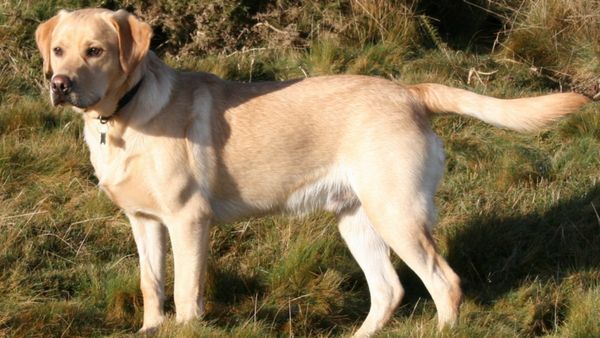 ஃபாரின் நாய்க்கு தான் மவுசு.. சென்னையில் அதிகமாக லாப்ரடார் ரெட்ரீவர்.. பரிதாபத்தில் நாட்டின நாய்கள்!