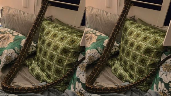 மார்பில் படுத்திருந்த மலைப்பாம்பு.. கண் விழித்து மலைத்த பெண்.. நட்ட நடு ராத்திரி என்னாச்சு தெரியுமா