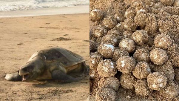 மாமல்லபுரம் கடற்கரையில் கருகருன்னு 15 கிலோ எடையில் உருவம்.. கடல் ஆமைகளால் பீச்சில் மலைத்த மக்கள்