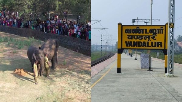வண்டலூரில் விழுந்த டபுள் சர்ப்ரைஸ்.. உயிரியல் பூங்கா தித்திப்பு சேதி.. சுற்றுலா பயணிகளுக்கு ஒரே ஜாலி