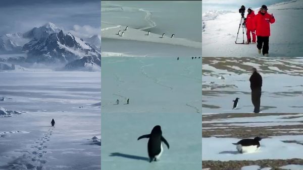 உலகையே திரும்பி பார்க்க வைத்த ஒற்றை ‛பென்குயின்'.. வலைதளங்களில் திடீர் டிரெண்ட் ஏன்? இன்ஸ்பிரேஷனுங்க