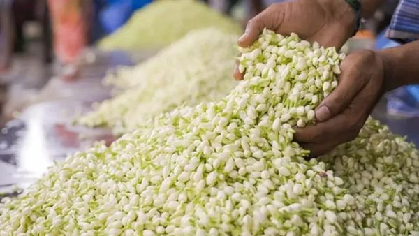 ஒரே நாளில் ரூ.3500 சரிவு.. சரசரவென குறைந்த மல்லிகை விலை! பனி குறைந்ததுமே குவிய தொடங்கியது மல்லிப்பூ!