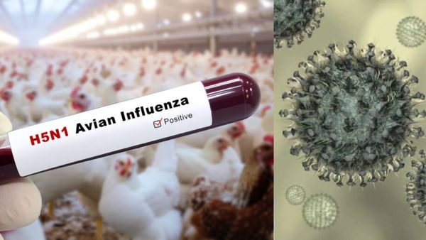 Bird Flu: சென்னையில் பரவும் பறவை காய்ச்சல்.. பொது சுகாதாரத் துறை வெளியிட்ட முக்கிய அலர்ட்