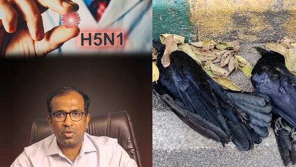 Chennai Crow Death: சென்னையில் காகங்கள் கொத்துக் கொத்தாக இறந்தது ஏன்? டாக்டர் விளக்கம்