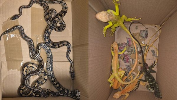 புளூ கலர் நாக்கு.. சூட்கேஸை திறந்தால் வெள்ளை மலைப்பாம்புகள், 31 தாய்லாந்து உயிர்களால் திகைத்த சென்னை