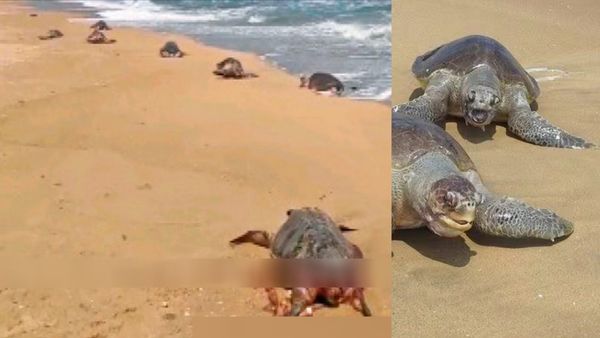 நீலாங்கரை, பழவேற்காடு கடற்கரை.. கொத்து கொத்தாக திரண்ட ஆமைகள்.. ஆலிவ் ரிட்லி கழுத்தில் மர்ம அடையாளம்