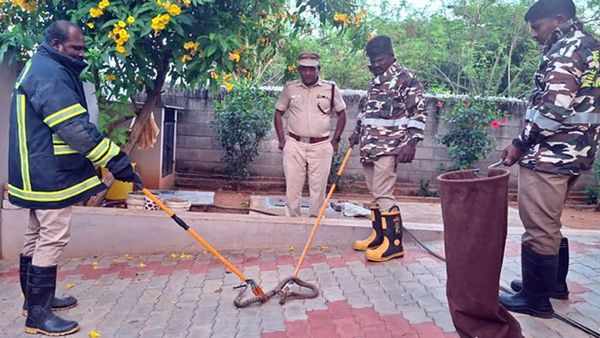 புதுக்கோட்டை தோட்டத்தில் புகுந்த 5 அடி நீள ராட்சத சாரைப்பாம்பு.. திருவள்ளூர் பள்ளியிலும் பாம்பு?