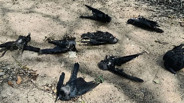 சென்னையை அடுத்து கடலூரில் கொத்துக் கொத்தாக உயிரிழந்த காகங்கள்.. மக்கள் அச்சம்!