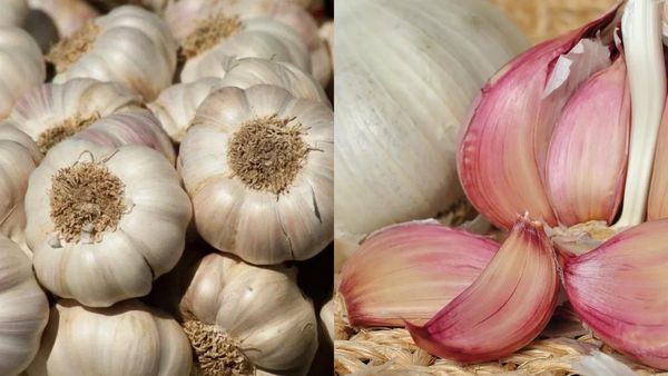 Hill Garlic or White Garlic: மலைப் பூண்டு Vs வெள்ளைப் பூண்டு! இரண்டில் எது பெஸ்ட்?