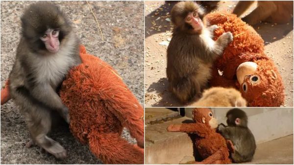 தாய் நிராகரித்ததால்.. பொம்மையுடன் சுற்றித் திரியும் குட்டி குரங்கு.. மனதை உருக்கும் சம்பவம்!