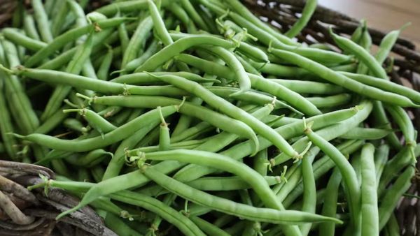காராமணி முதல் மொச்சை வரை... பீன்ஸ் வகைகளும் அவற்றின் வியக்கவைக்கும் மருத்துவ குணங்களும்!