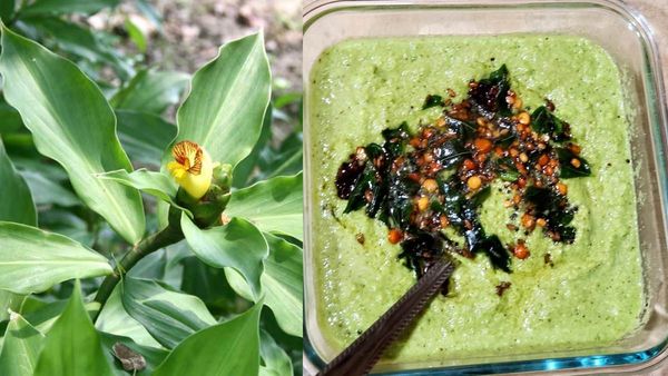 Insulin leaves: நீரிழிவு நோயாளிகளின் சர்க்கரை அளவை குறைக்கும் இன்சுலின் இலை சட்னி! செய்வது எப்படி?