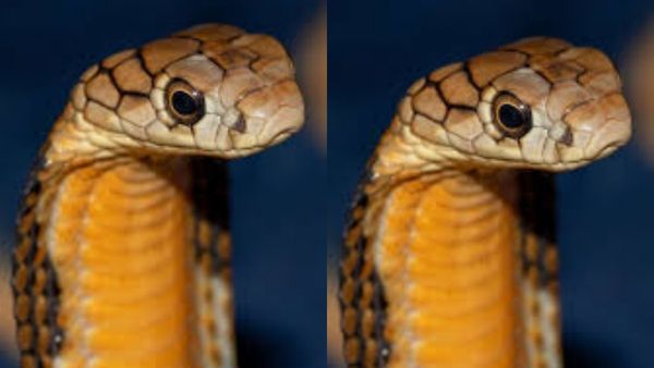 ரயிலில் ஏறி ஜாலியா சுற்றும் ராஜநாகங்கள்.. 20 ஆண்டுகளில் விசித்திர வேட்டை பயணம்! நம்ப முடியாத சம்பவம்